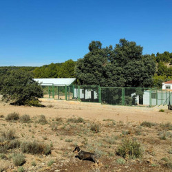 Centro Recogida Perros Abandonados Diputación Albacete